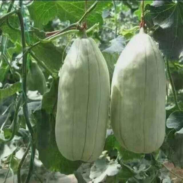 蒲城县四月红鲜果
