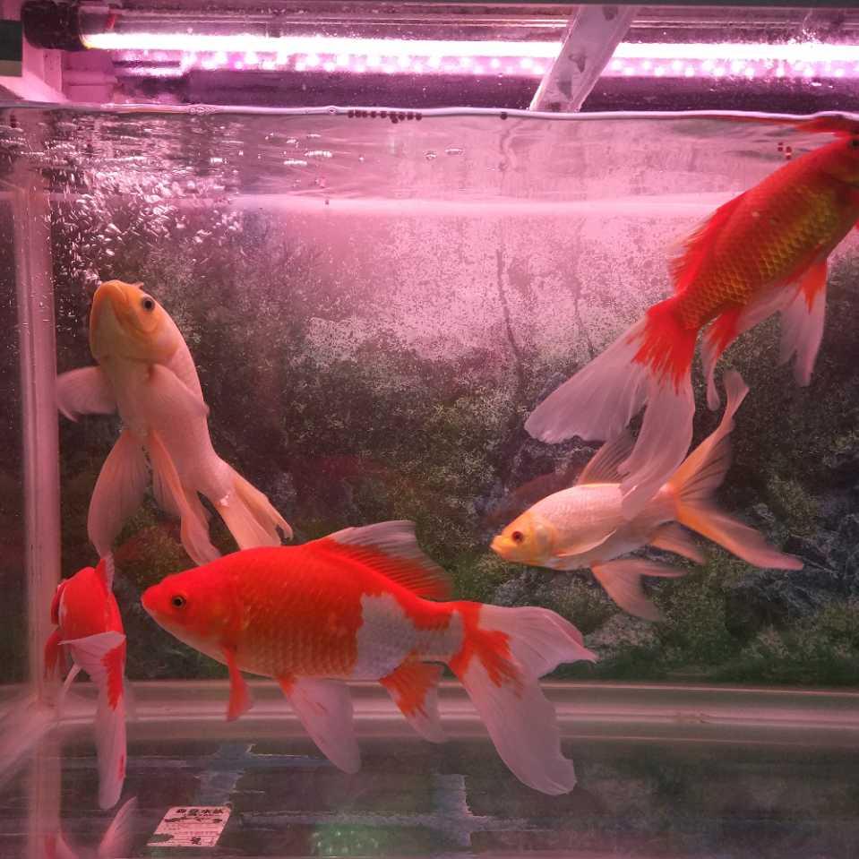 万友车行（光头哥）