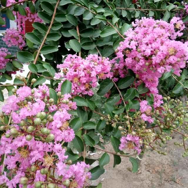 花蕊雪克