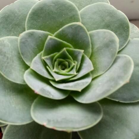 木木
