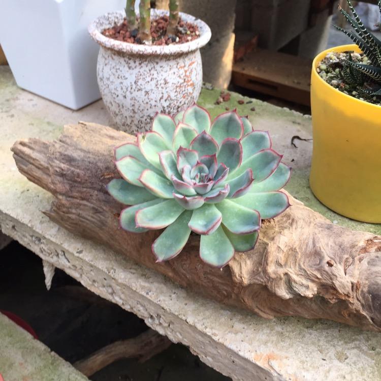 俗人!陈风破浪