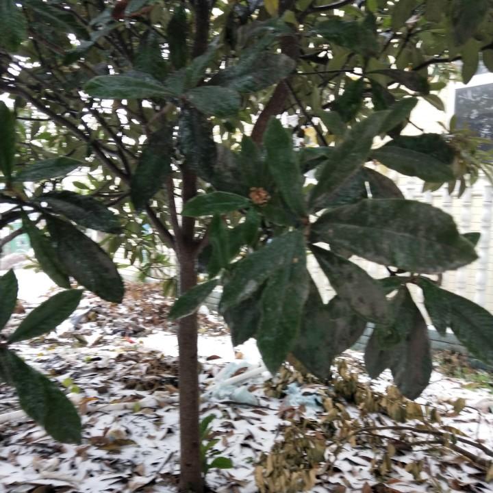 小柒
