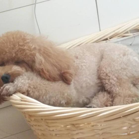 玄