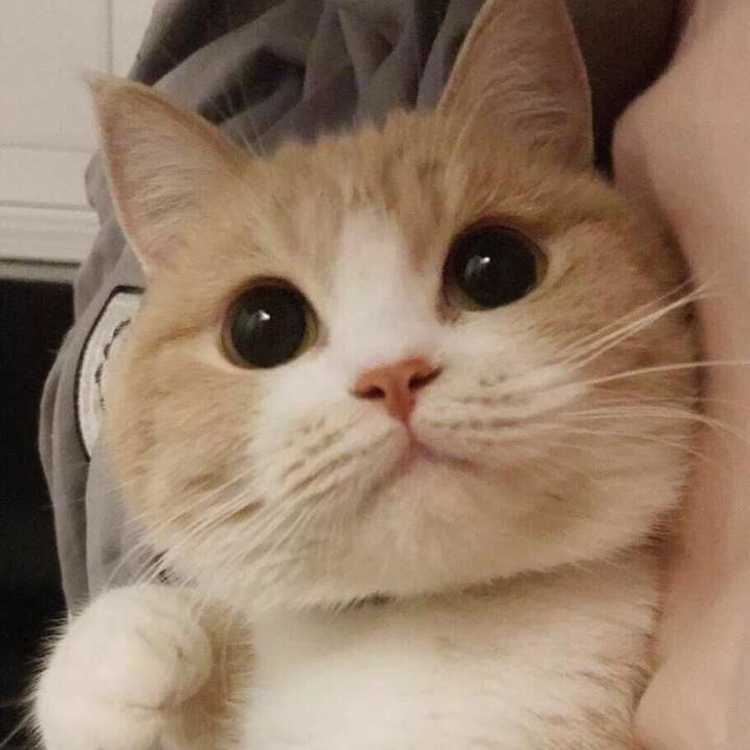 风度