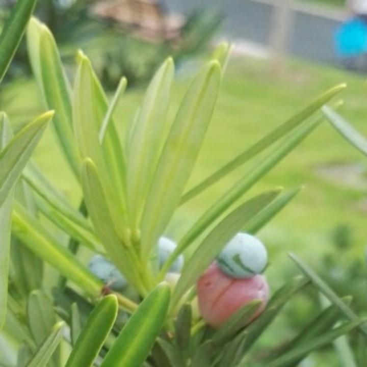玻璃百合