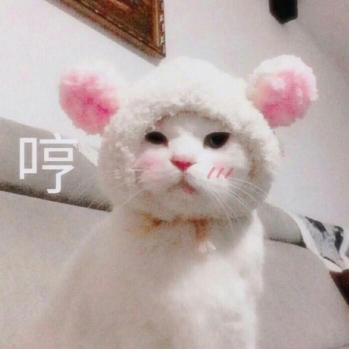 野猫
