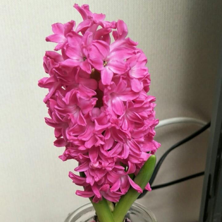 夏天