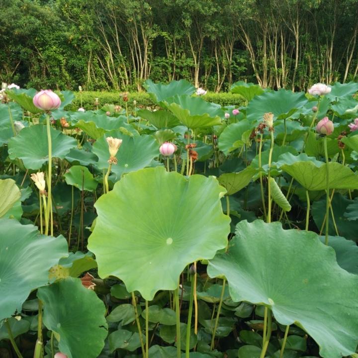 小轶Sasa