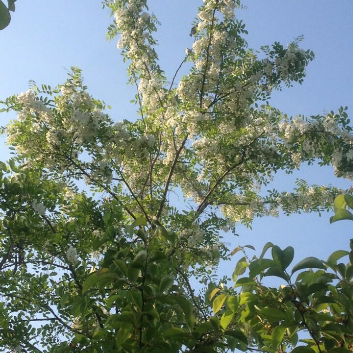 徐州有机肥生产厂家