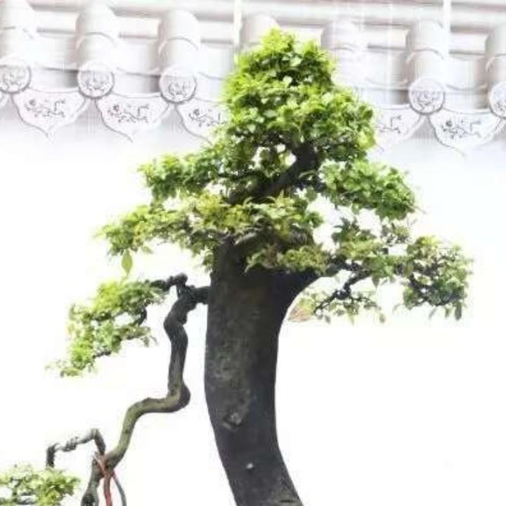包耳