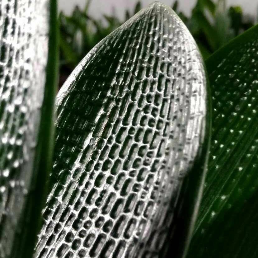 御花苑精品君子兰