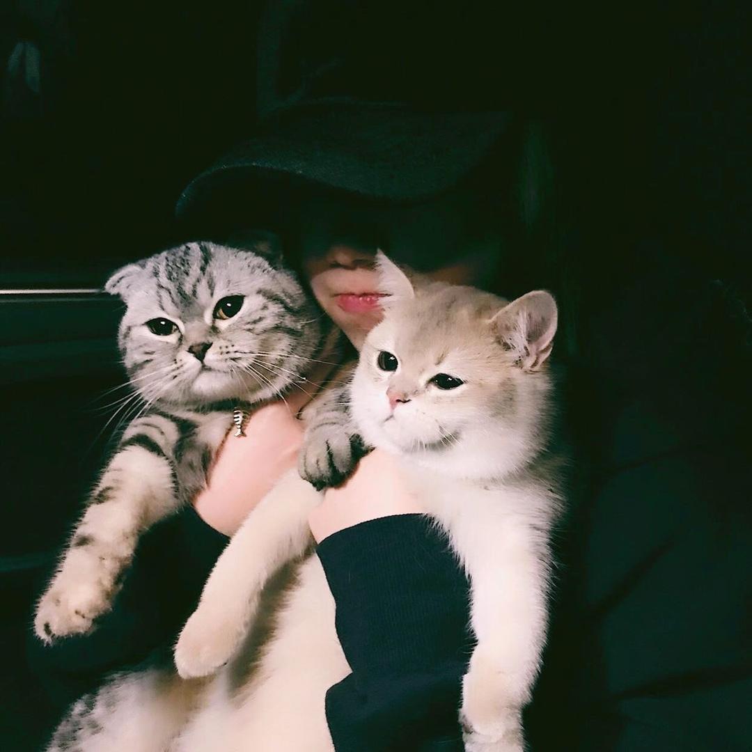 是猫很多同学
