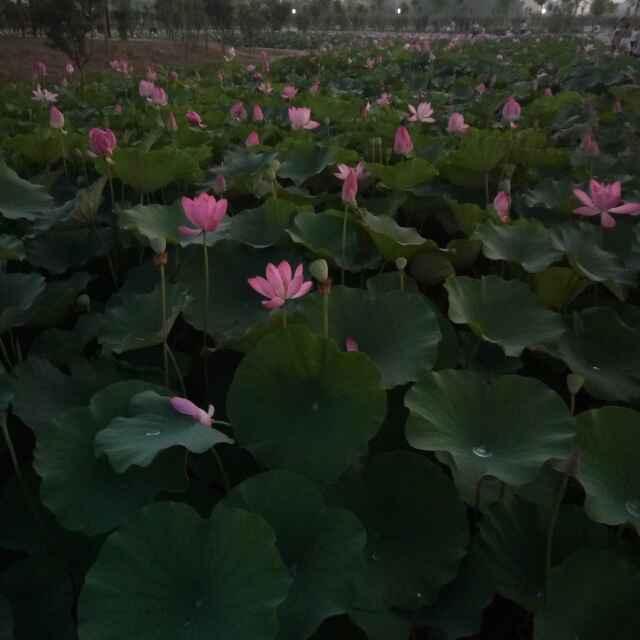 连年有余