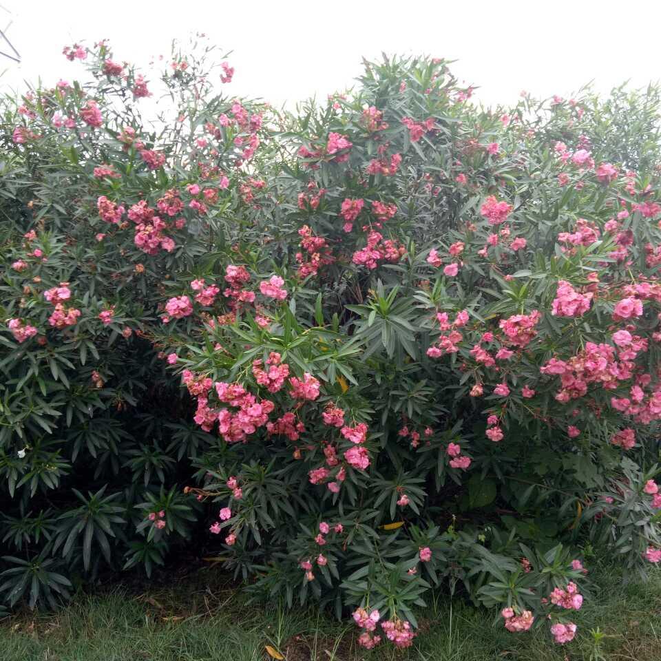 🌻明天会更好🌻