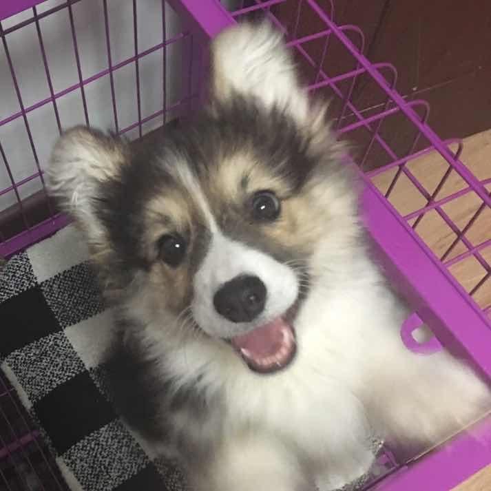 Miya