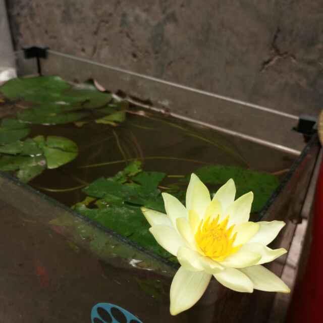 私人宠物医生