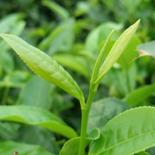 雄安（人生如茶）