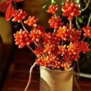 豆腐花🌻多肉大棚