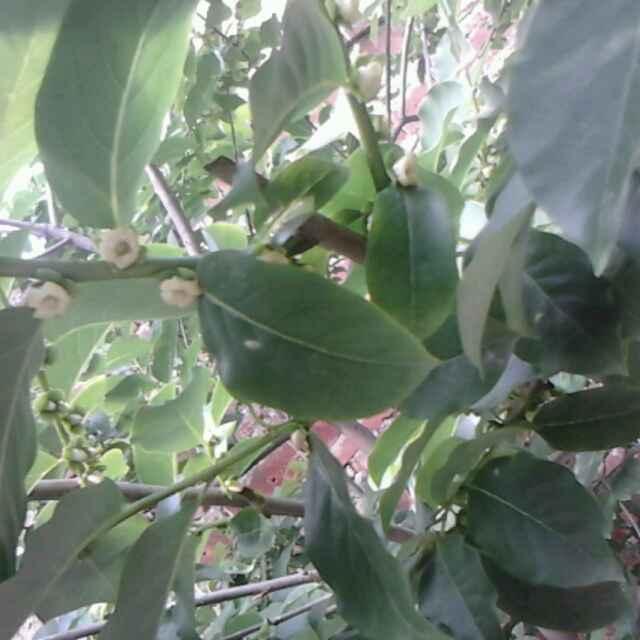 @太阳神