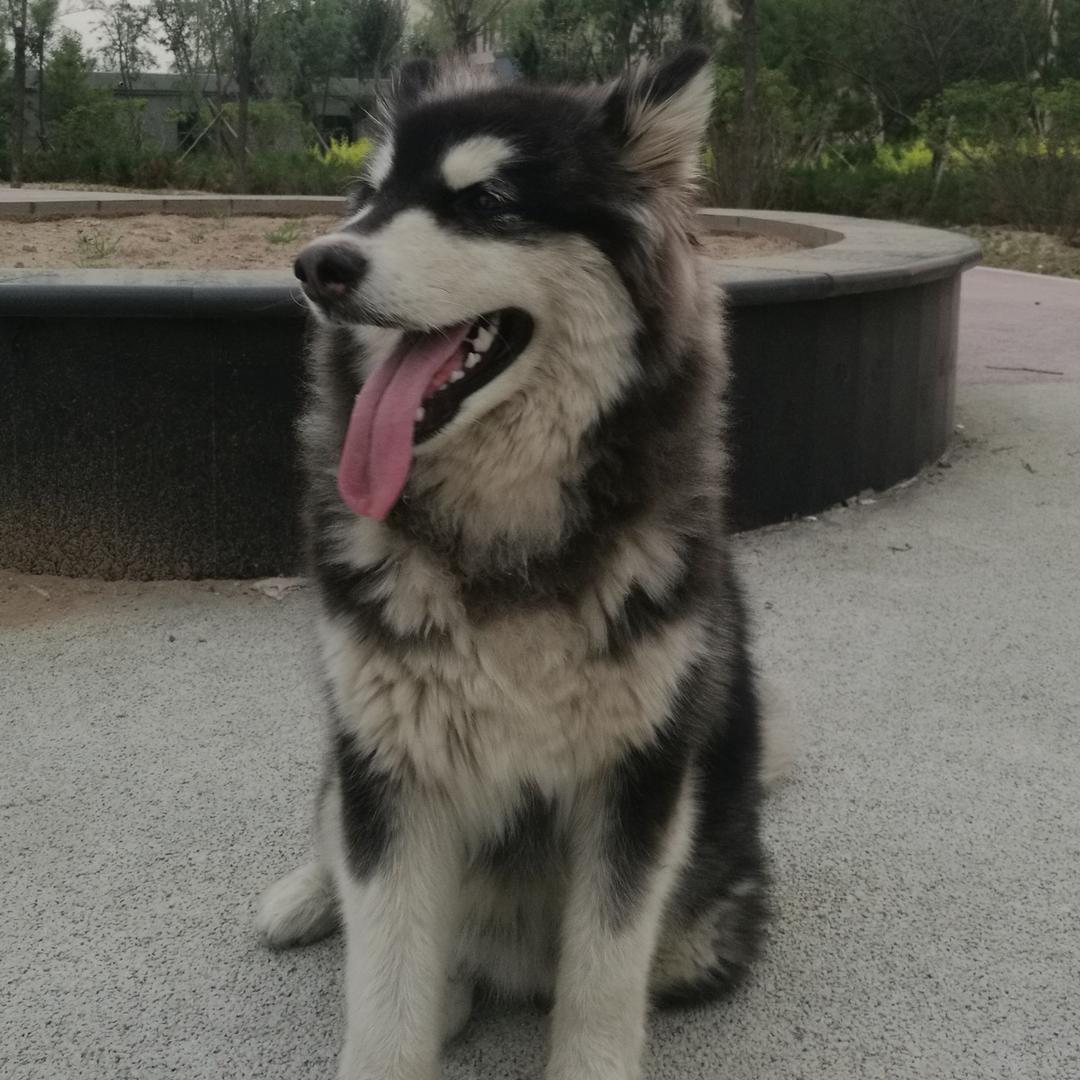 阿拉斯加☞龙泽