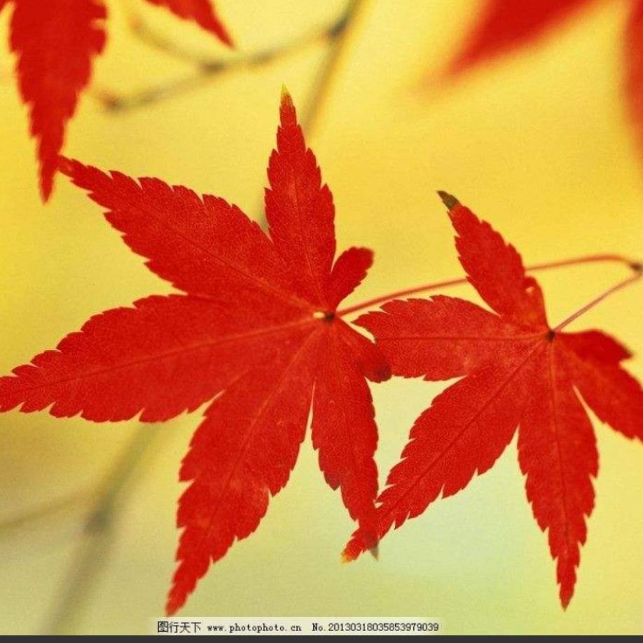 Z枫叶正红Z