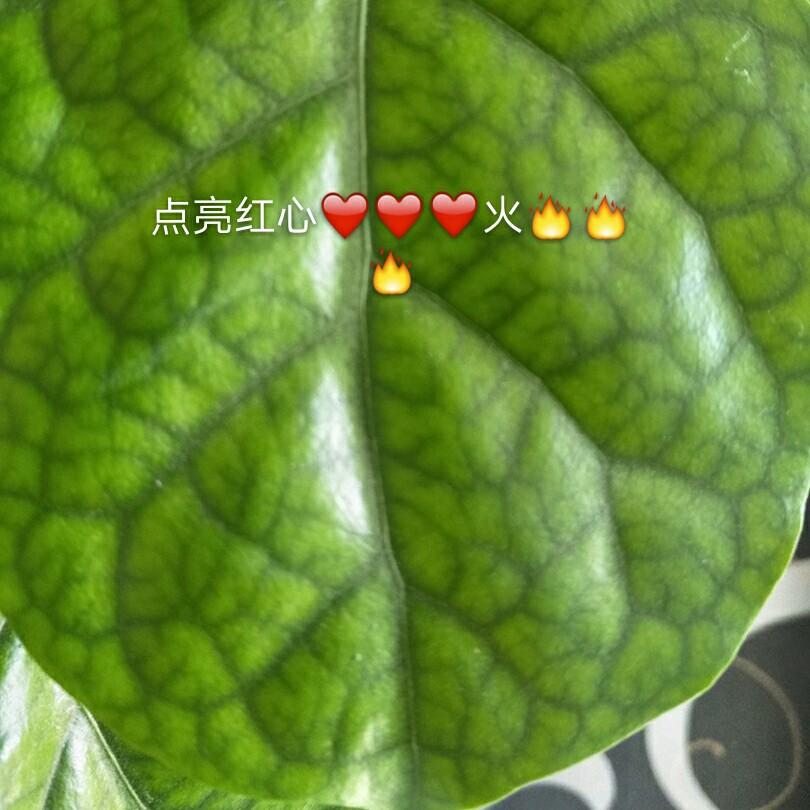 兰姐e