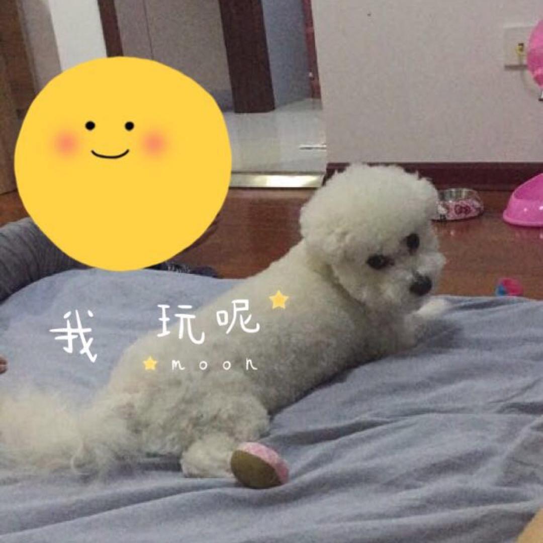 比熊三宝