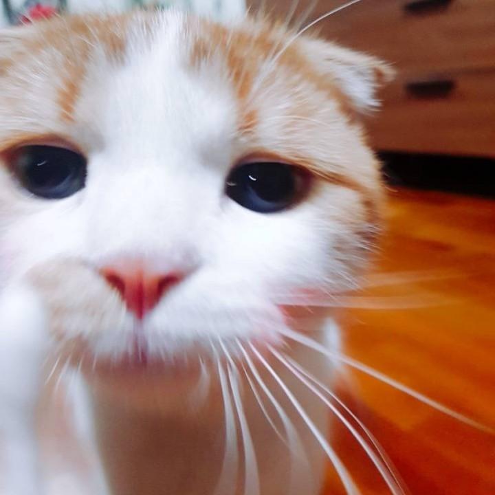 蛋饼_陈
