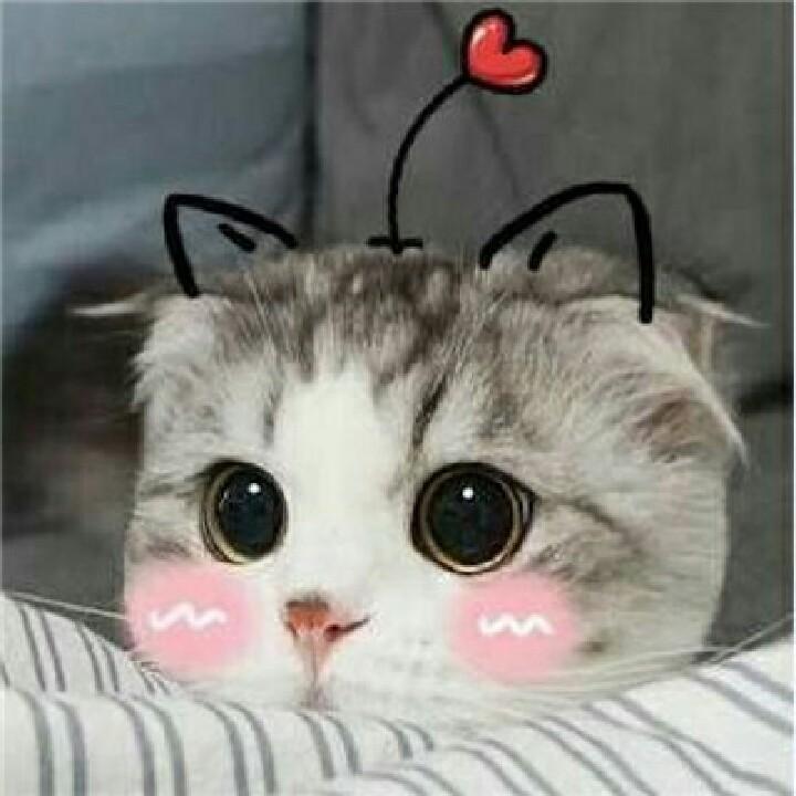 喵喵(^･ｪ･^)