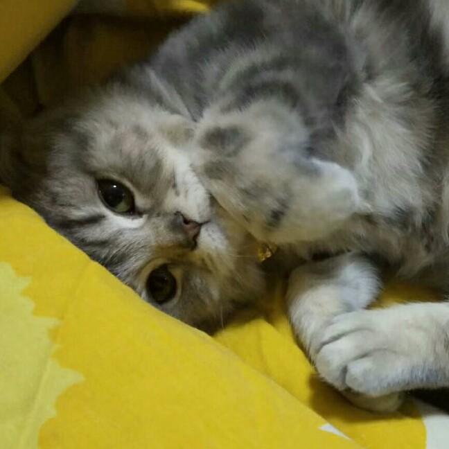 芳华*怜世