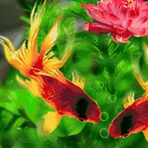 夕阳无限～秀