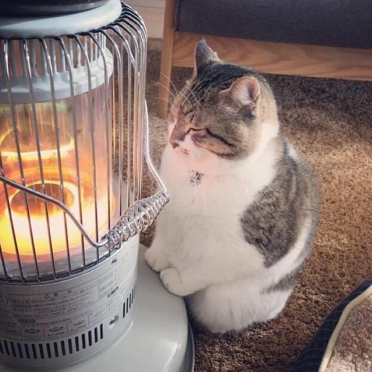 等退休的水煎包