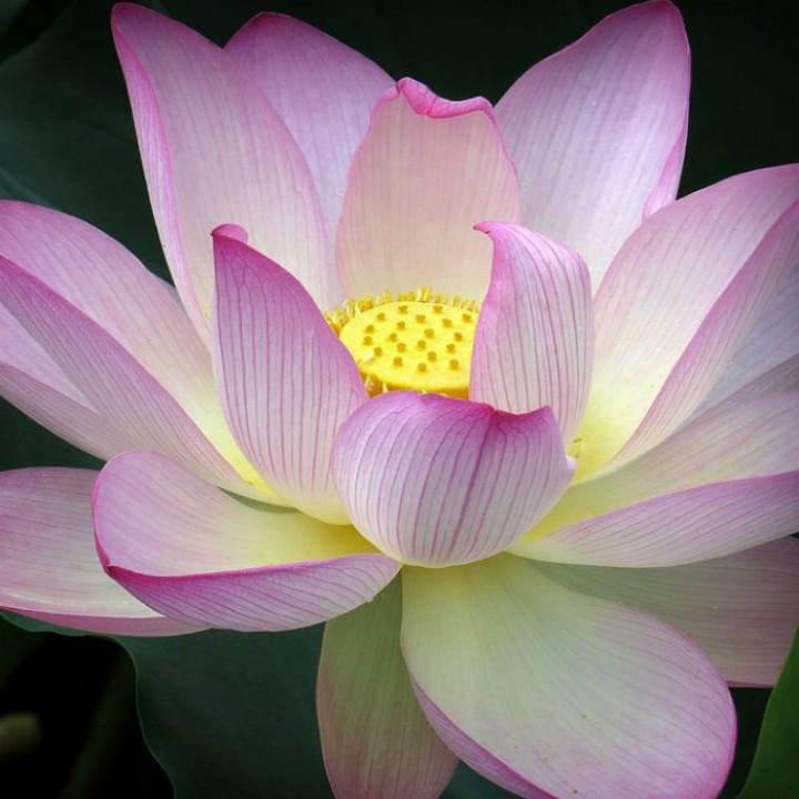 晨曦