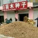 河北亿利苗木草花种业个体店