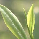 穆穆茶时光