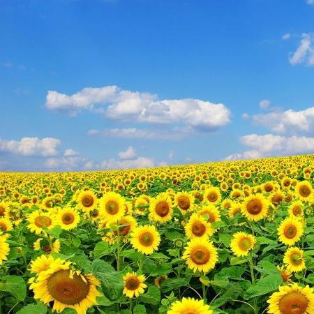 🌻六月