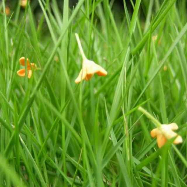 小草，开心快乐每一天