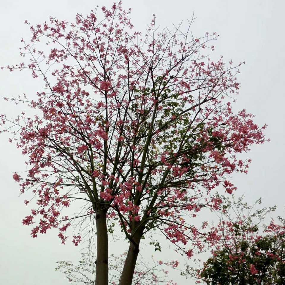 ༺ༀ࿅锋哥࿅࿆ༀ༻