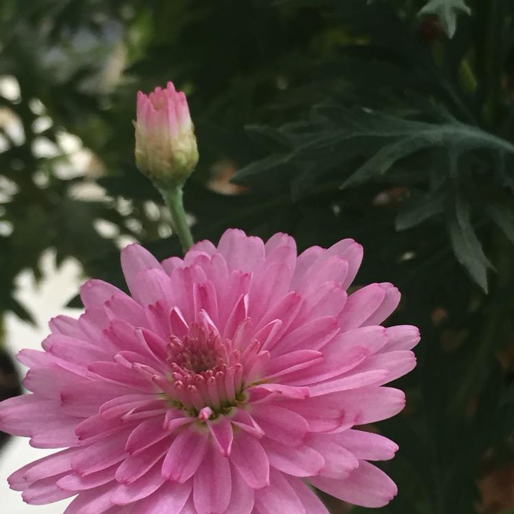 水晶球球