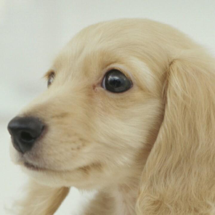 我为卿狂