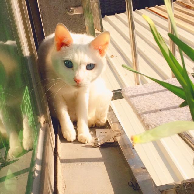 丸子酱