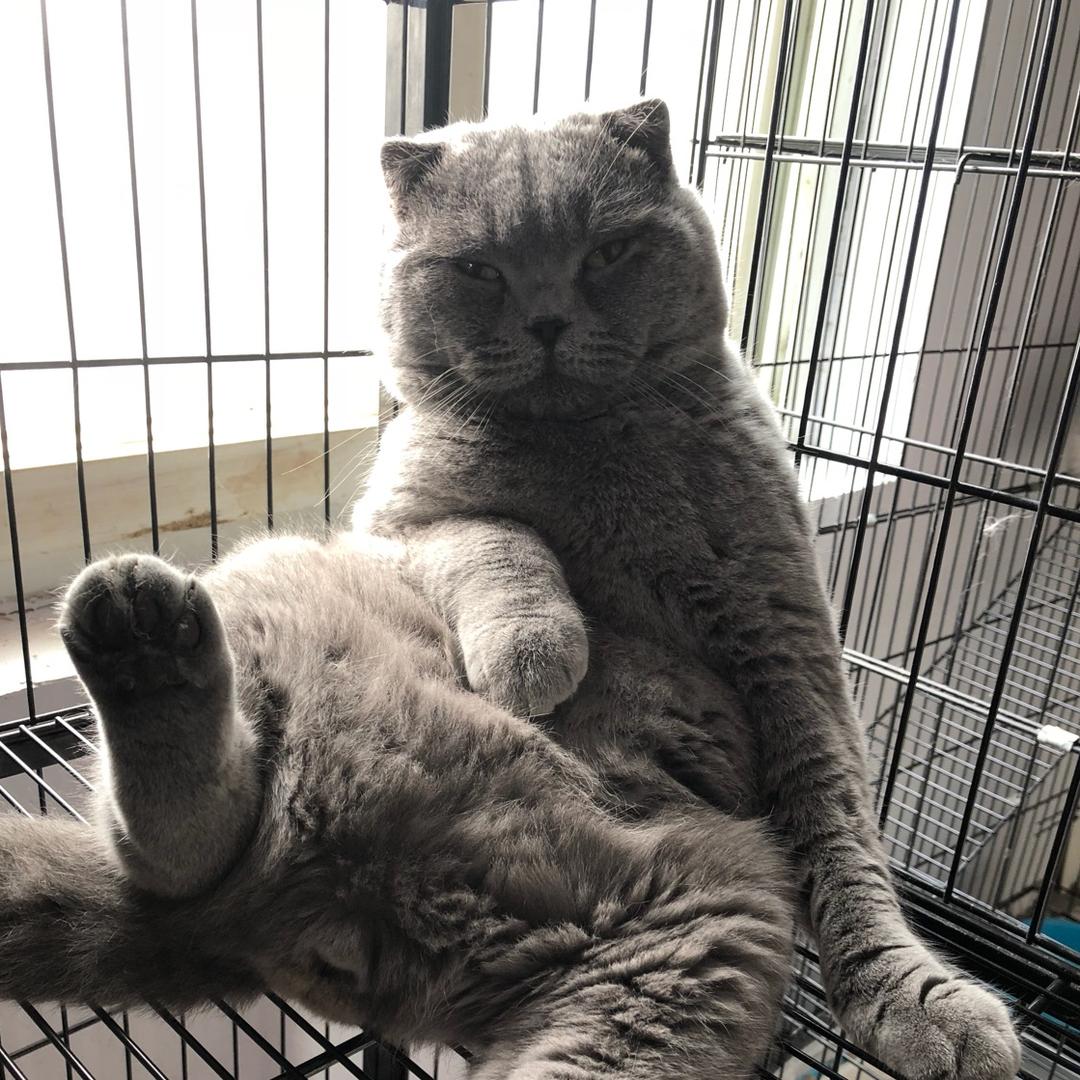 豆豆