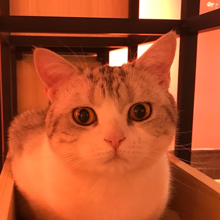 嘟嘟漫谈