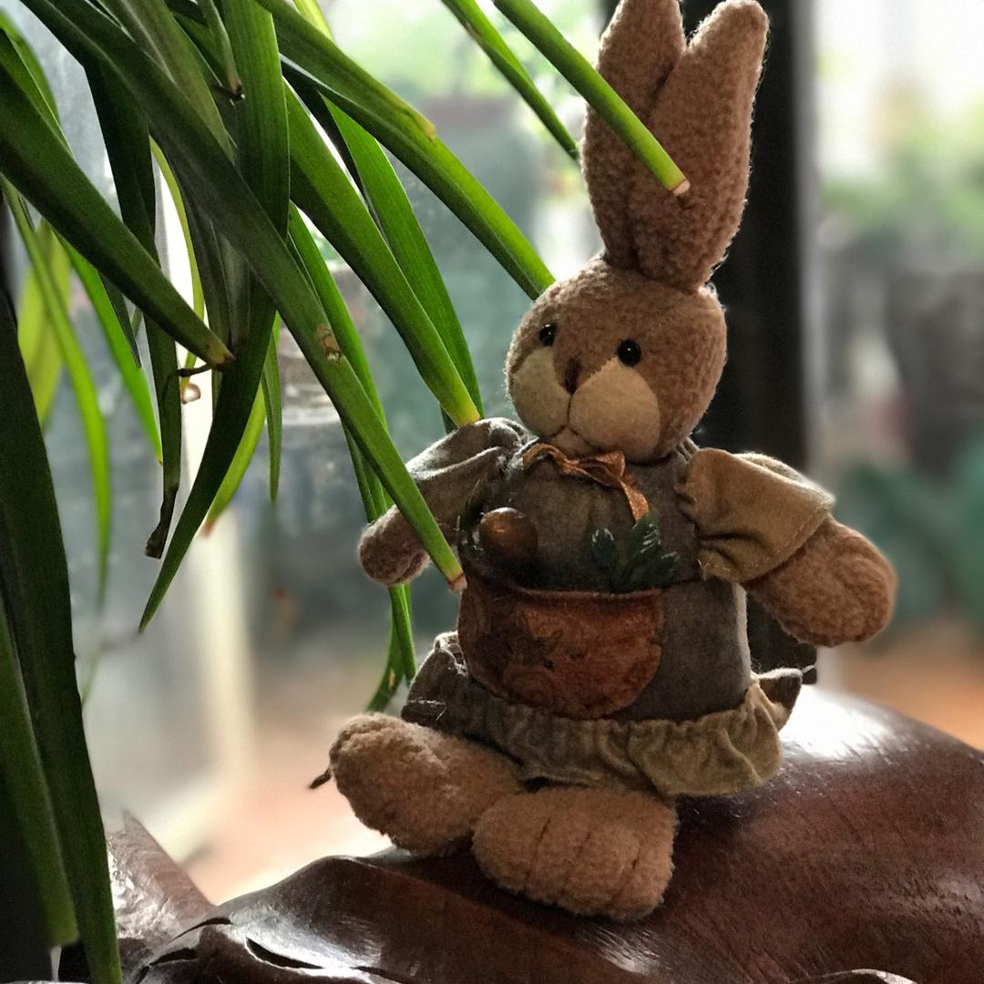 lily和她的兔子宝宝