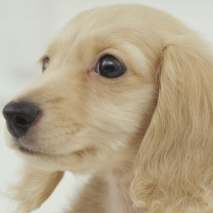 香明茶厂钟琳