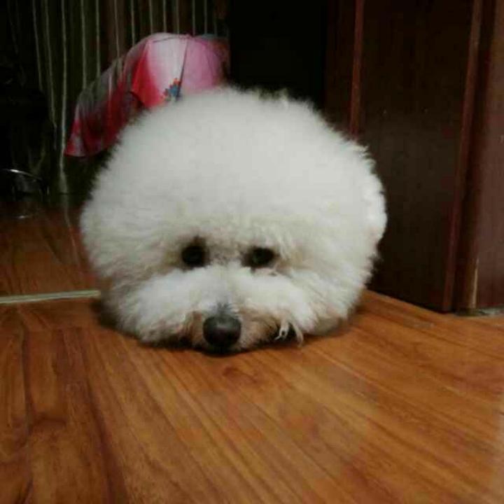 九龙湖🏸丁教练