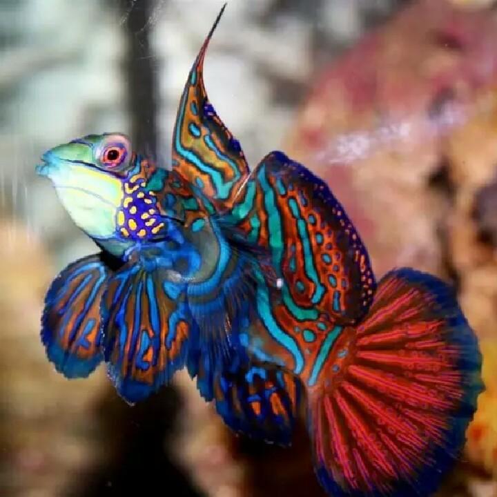 树叶子