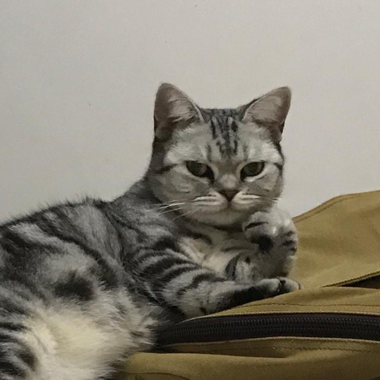 胡胡