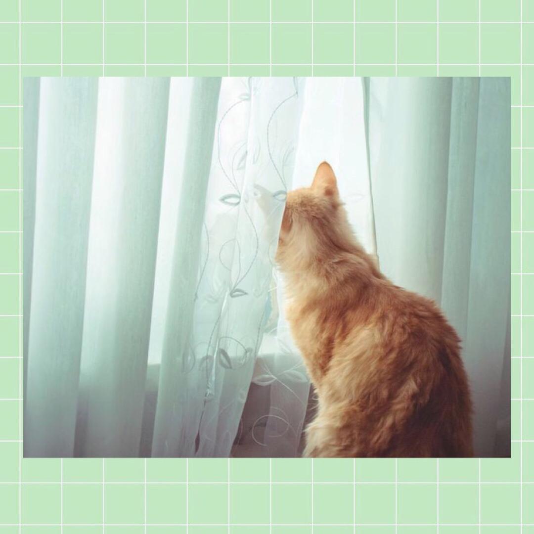 三月桃花🌸cats