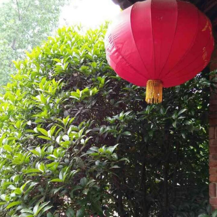 龙飞凤舞